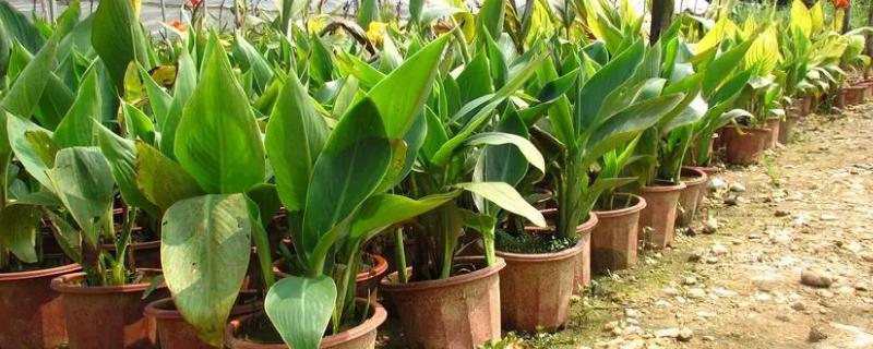 美人蕉怎么种植