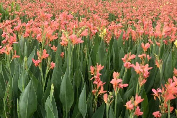 美人蕉怎么种植,将老茎切成若干块再栽入花盆