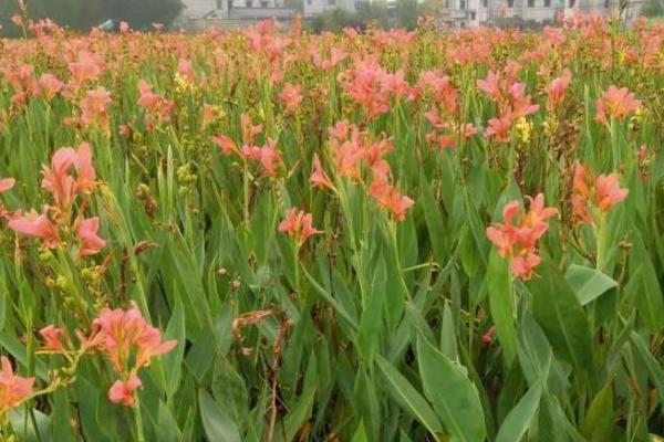 美人蕉怎么种植,将老茎切成若干块再栽入花盆