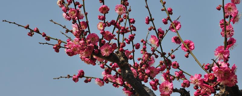 梅花在春天还是冬天开放