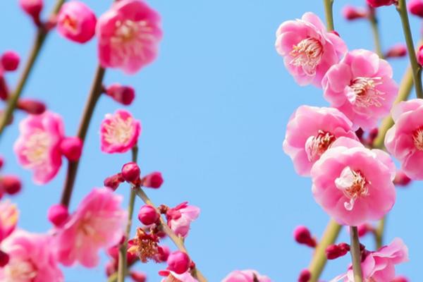 梅花在春天还是冬天开放,冬春季节均会开花