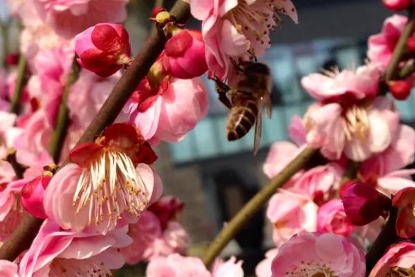 梅花在春天还是冬天开放,冬春季节均会开花