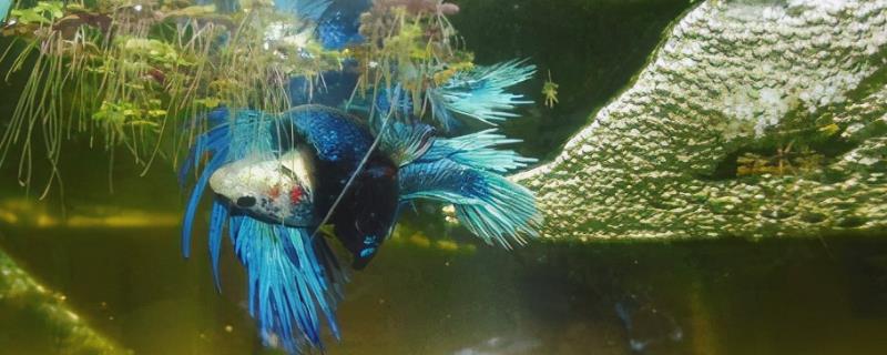 如何判断斗鱼将要繁殖