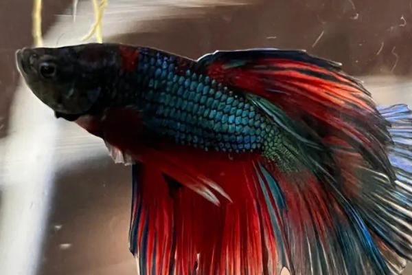 如何判断斗鱼将要繁殖,母鱼腹部变大、公鱼会造出泡巢