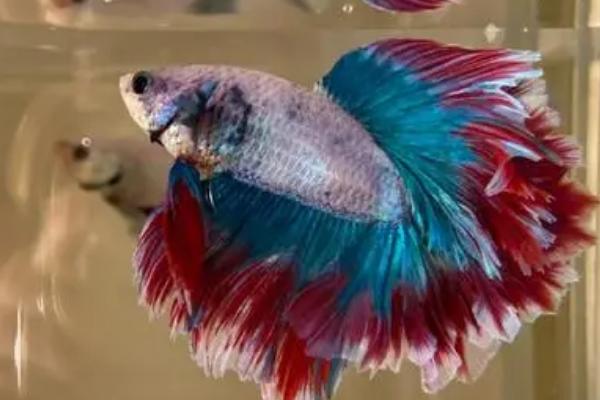 如何判断斗鱼将要繁殖,母鱼腹部变大、公鱼会造出泡巢