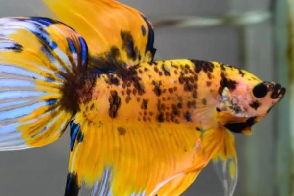 如何判断斗鱼将要繁殖,母鱼腹部变大、公鱼会造出泡巢