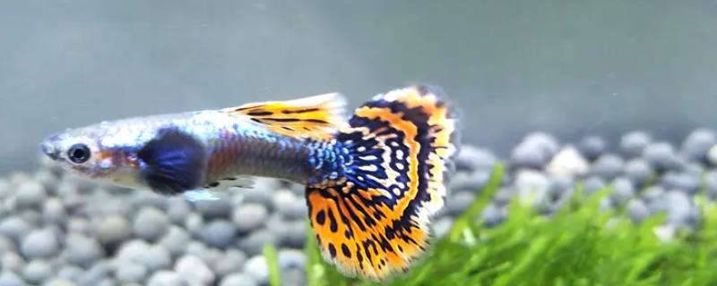 孔雀鱼拉白便的原因