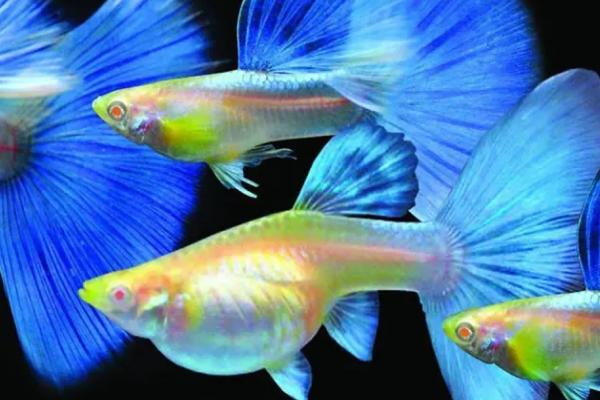 孔雀鱼拉白便的原因,可能是水温不适、感染寄生虫等因素所导致