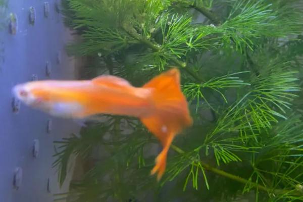 孔雀鱼拉白便的原因,可能是水温不适、感染寄生虫等因素所导致