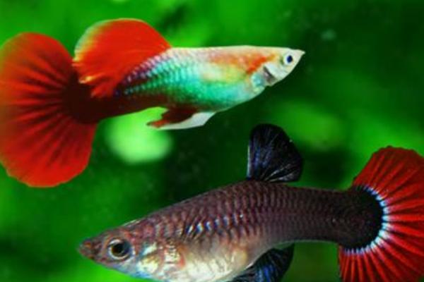 孔雀鱼拉白便的原因,可能是水温不适、感染寄生虫等因素所导致