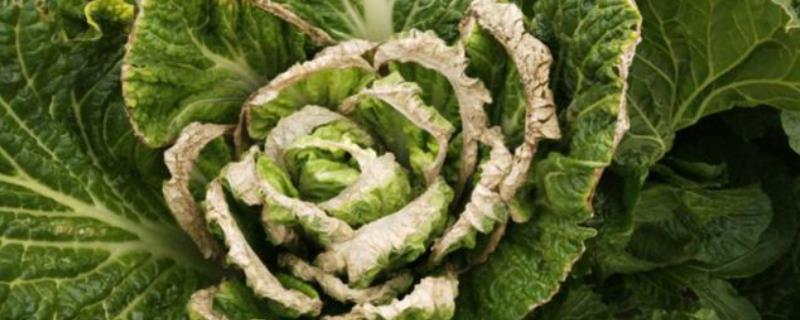 白菜干烧心有什么症状