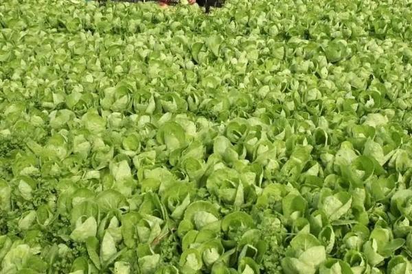 白菜干烧心有什么症状,叶缘处变白或变黄、叶肉呈干纸状