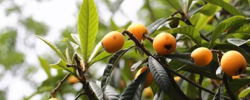 枇杷的贮藏保鲜方法