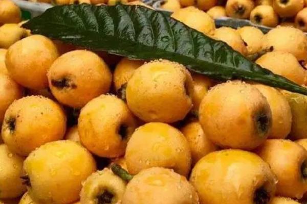 枇杷的贮藏保鲜方法,及时进行防腐处理