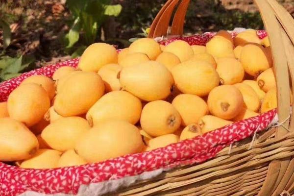 枇杷的贮藏保鲜方法,及时进行防腐处理