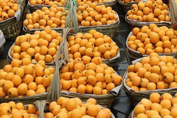 枇杷的贮藏保鲜方法,及时进行防腐处理