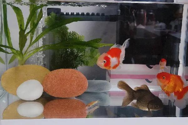 鱼的身体为什么会充血,可能是水质差、缺少光照等原因所导致