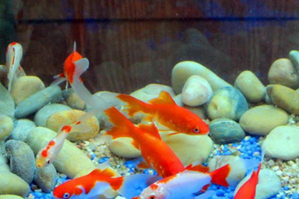 鱼的身体为什么会充血,可能是水质差、缺少光照等原因所导致