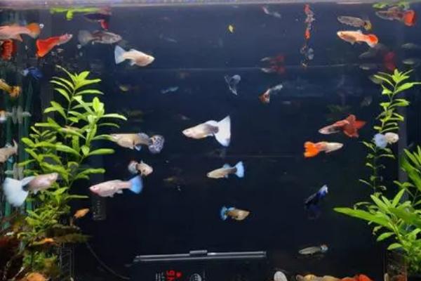 鱼的身体为什么会充血,可能是水质差、缺少光照等原因所导致