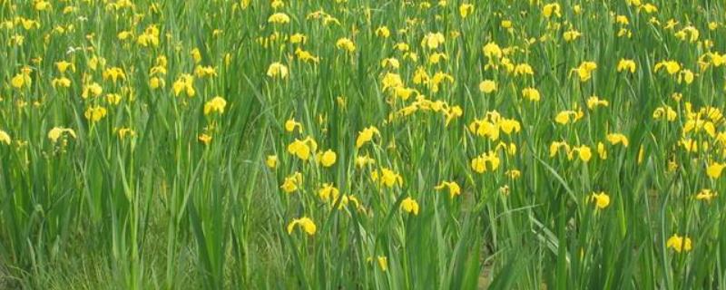如何种植黄菖蒲