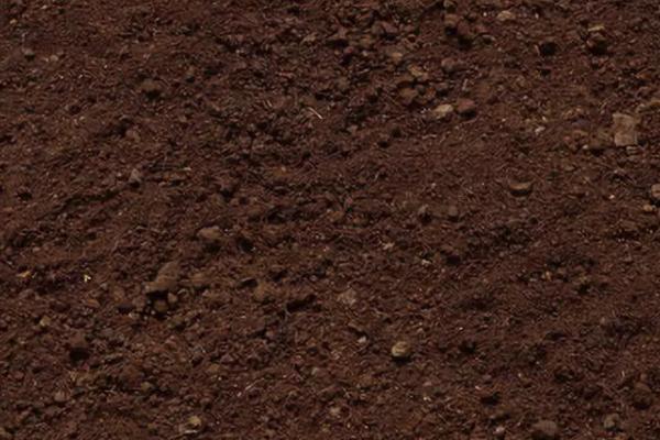 如何种植黄菖蒲,需选择光照和通风条件良好的种植地