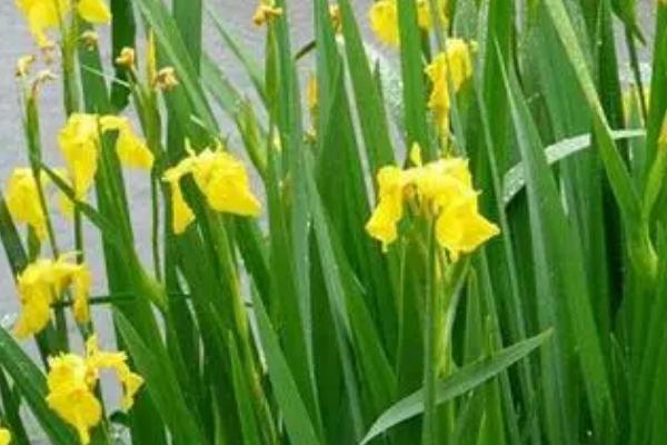 如何种植黄菖蒲,需选择光照和通风条件良好的种植地