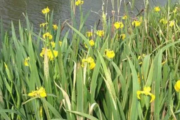 如何种植黄菖蒲,需选择光照和通风条件良好的种植地