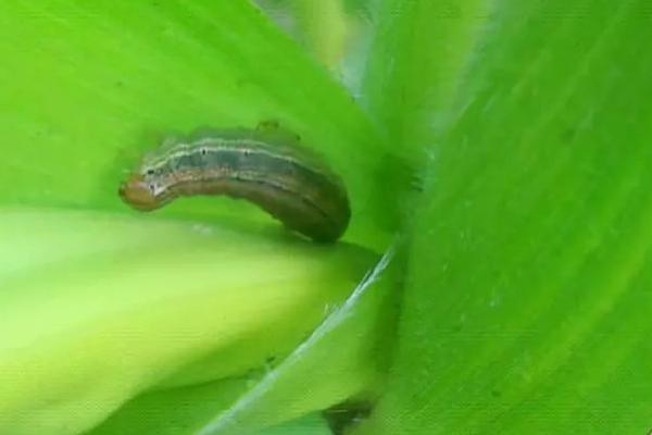 玉米粘虫的发生规律,二代粘虫发生盛期为7月份、三代粘虫发生盛期为8月份