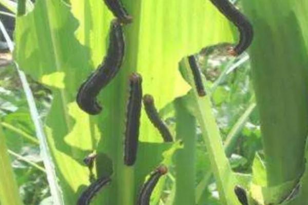 玉米粘虫的发生规律,二代粘虫发生盛期为7月份、三代粘虫发生盛期为8月份