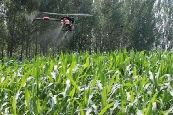 玉米粘虫的发生规律,二代粘虫发生盛期为7月份、三代粘虫发生盛期为8月份