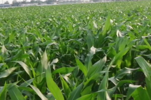 玉米粘虫的发生规律,二代粘虫发生盛期为7月份、三代粘虫发生盛期为8月份