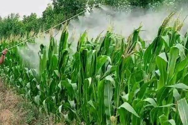 玉米粘虫的发生规律,二代粘虫发生盛期为7月份、三代粘虫发生盛期为8月份