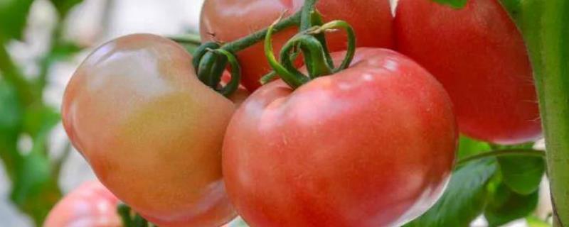 西红柿只开花不结果的原因