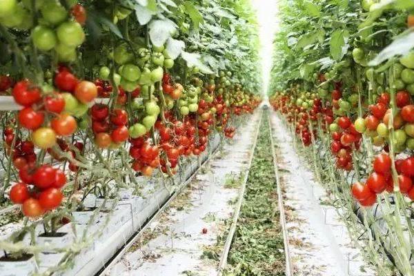 西红柿只开花不结果的原因,可能是授粉不良、偏施氮肥等因素所导致