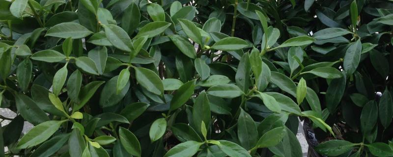 平安树和幸福树有什么区别