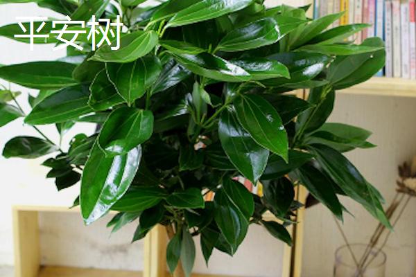 平安树和幸福树有什么区别,平安树属于樟科、幸福树属于紫葳科