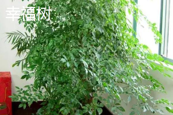 平安树和幸福树有什么区别,平安树属于樟科、幸福树属于紫葳科