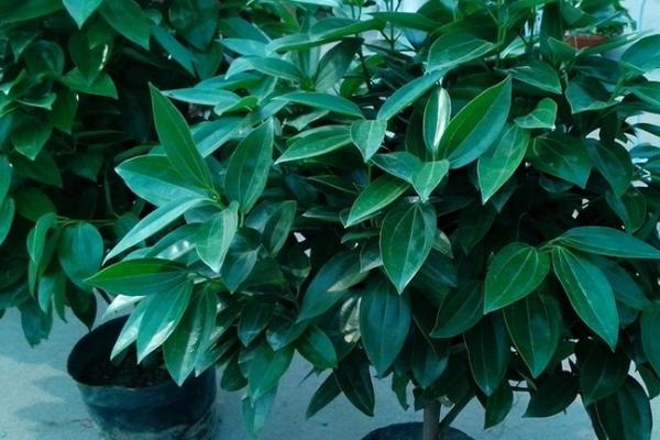 平安树和幸福树有什么区别,平安树属于樟科、幸福树属于紫葳科