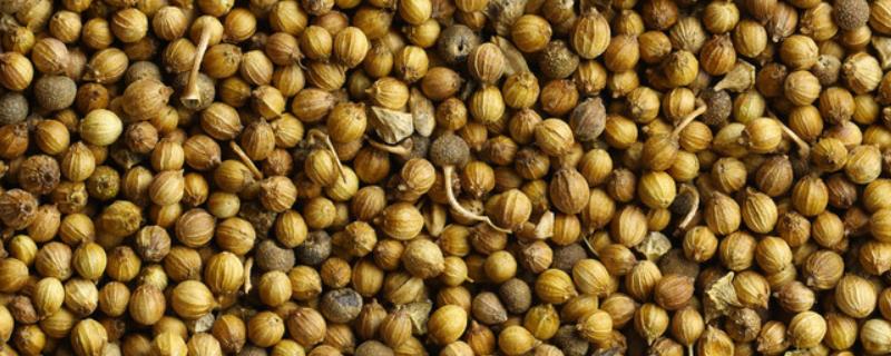 香菜种子怎么搓开