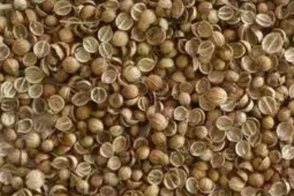 香菜种子怎么搓开,用布袋装好种子再用石头捶打即可