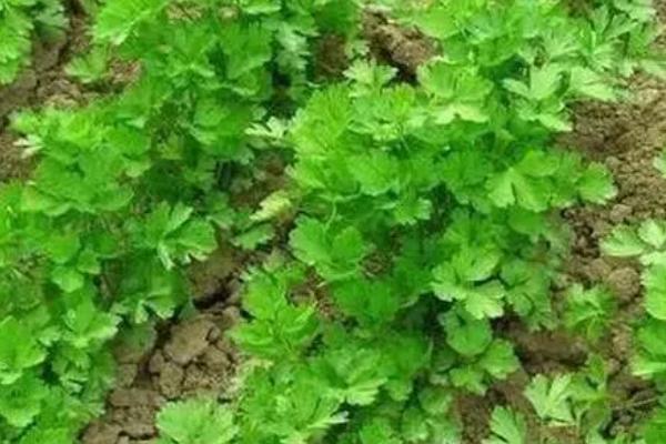 香菜种子怎么搓开,用布袋装好种子再用石头捶打即可