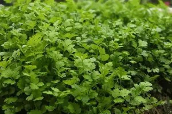 香菜种子怎么搓开,用布袋装好种子再用石头捶打即可