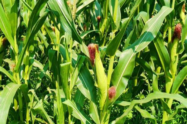 玉米免耕好处,可节省成本、减少农耗