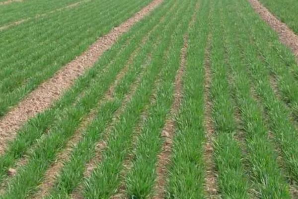 晚播小麦怎么管理,需增施肥料补充土壤中的养分