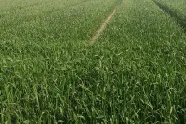 晚播小麦怎么管理,需增施肥料补充土壤中的养分