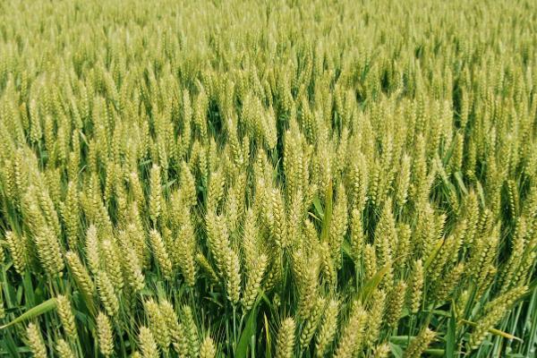 晚播小麦怎么管理,需增施肥料补充土壤中的养分