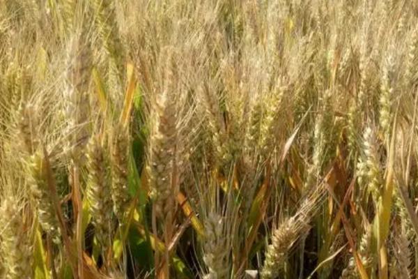 晚播小麦怎么管理,需增施肥料补充土壤中的养分