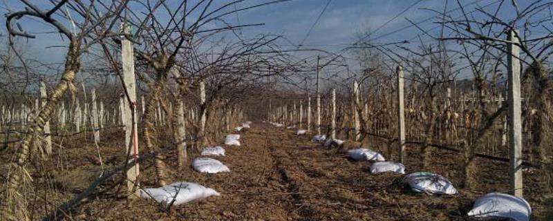 猕猴桃果园施肥管理方法