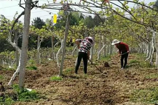 猕猴桃果园施肥管理方法,幼龄树和结果树的施肥方式不同