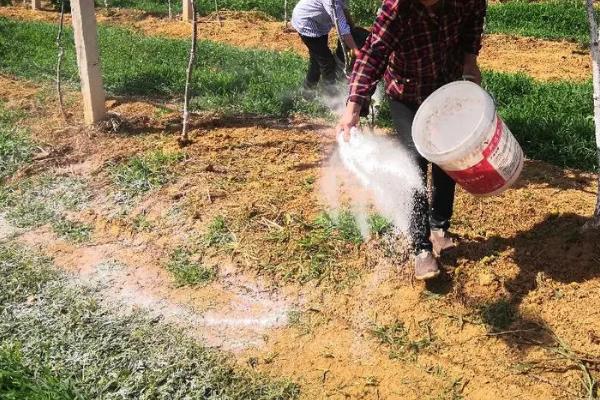 猕猴桃果园施肥管理方法,幼龄树和结果树的施肥方式不同